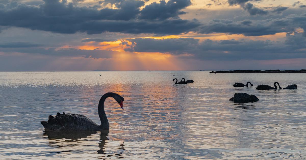 Ecoceno: um cisne negro